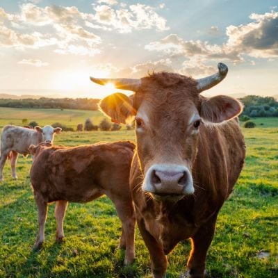 Cows herd on a grass field during the summer at sunset. A cow is looking at the camera sun rays are piercing behind her horns.