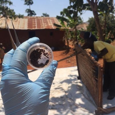 MSc Infectious Diseases_header_Astrid Thorseth