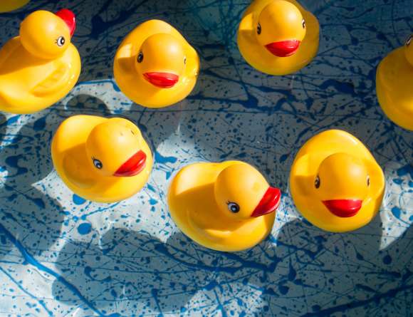 study desk essentials Several rubber ducks in water