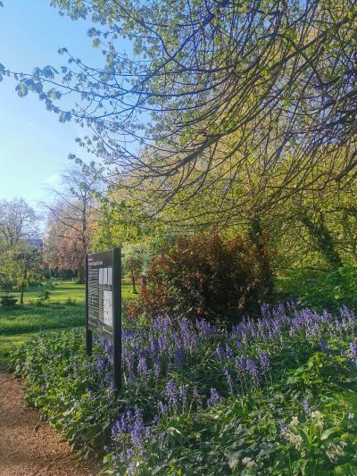 Picture of Gordon Square in Spring, Wild Garlic and Bluebells in shot