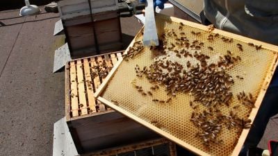 Bees on IALS building with Senate House in the background