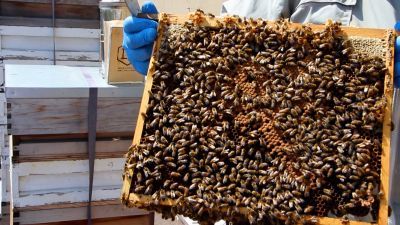 Bees on IALS building with Senate House in the background