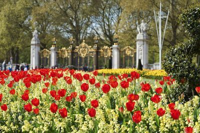 Red tulip flowerbeds in front of gold royal gates