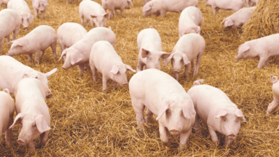 Pigs