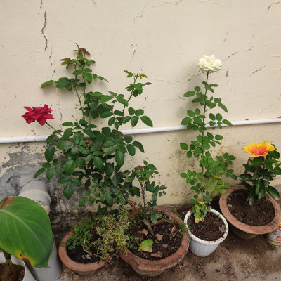 Photo of plants in the garden 